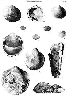 bivalve
